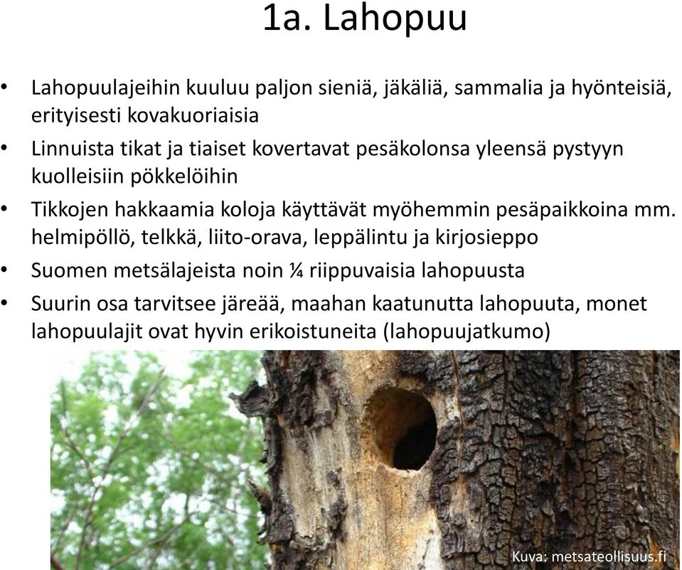 pesäpaikkoina mm.
