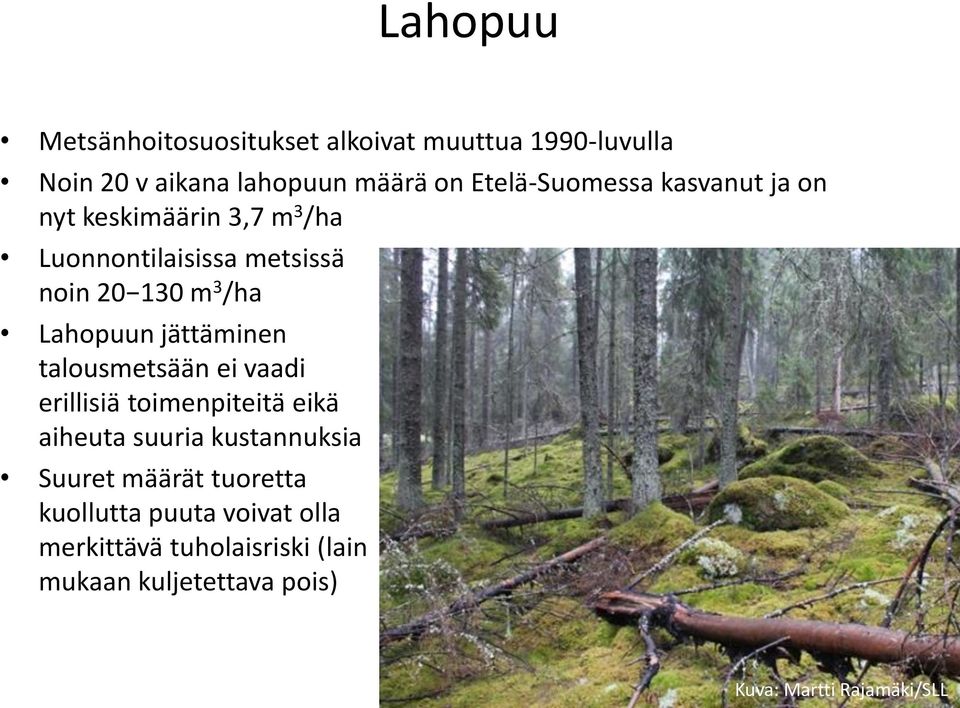 Lahopuun jättäminen talousmetsään ei vaadi erillisiä toimenpiteitä eikä aiheuta suuria kustannuksia Suuret