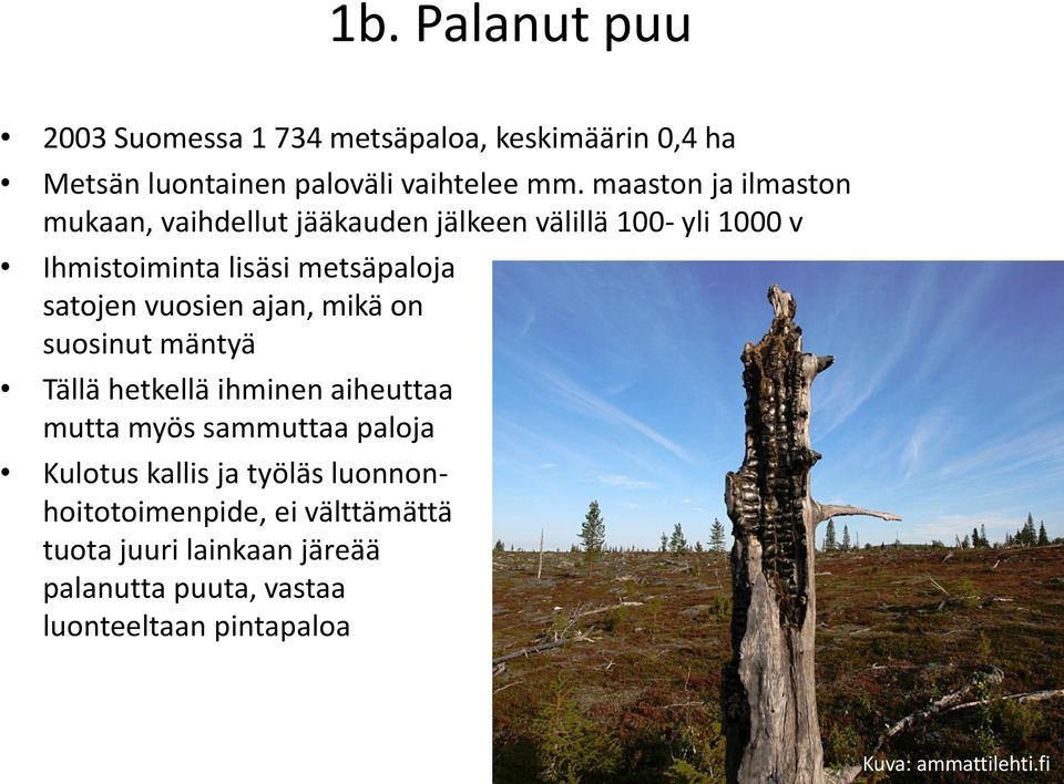 vuosien ajan, mikä on suosinut mäntyä Tällä hetkellä ihminen aiheuttaa mutta myös sammuttaa paloja Kulotus kallis ja