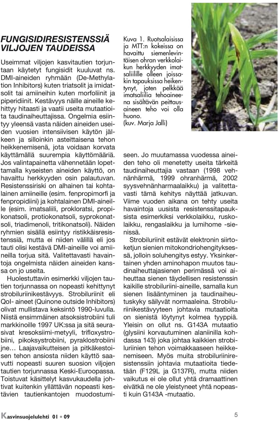 peittausaineen teho voi olla huono. (kuv. Marja Jalli) Useimmat viljojen kasvitautien torjuntaan käytetyt fungisidit kuuluvat ns.