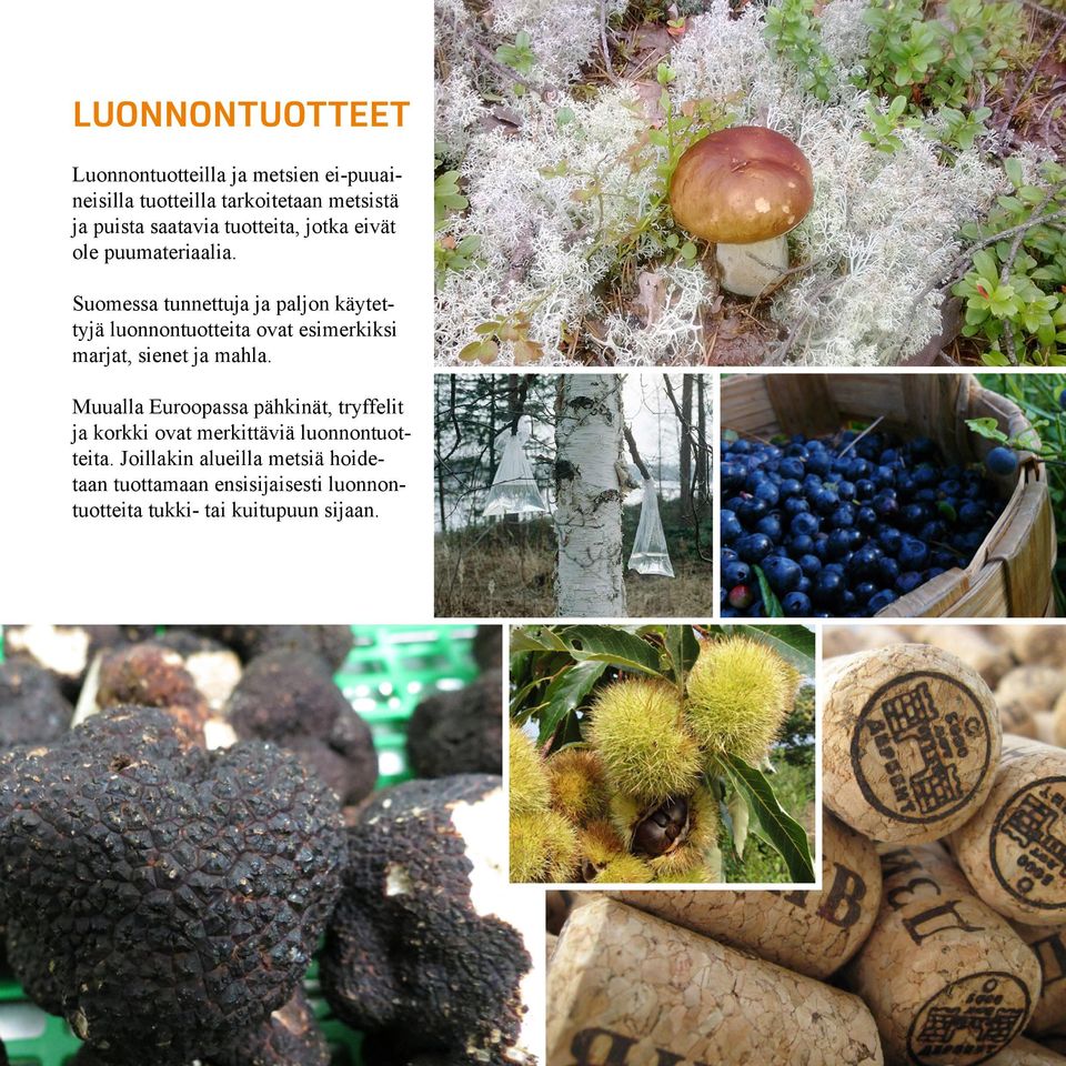 Suomessa tunnettuja ja paljon käytettyjä luonnontuotteita ovat esimerkiksi marjat, sienet ja mahla.