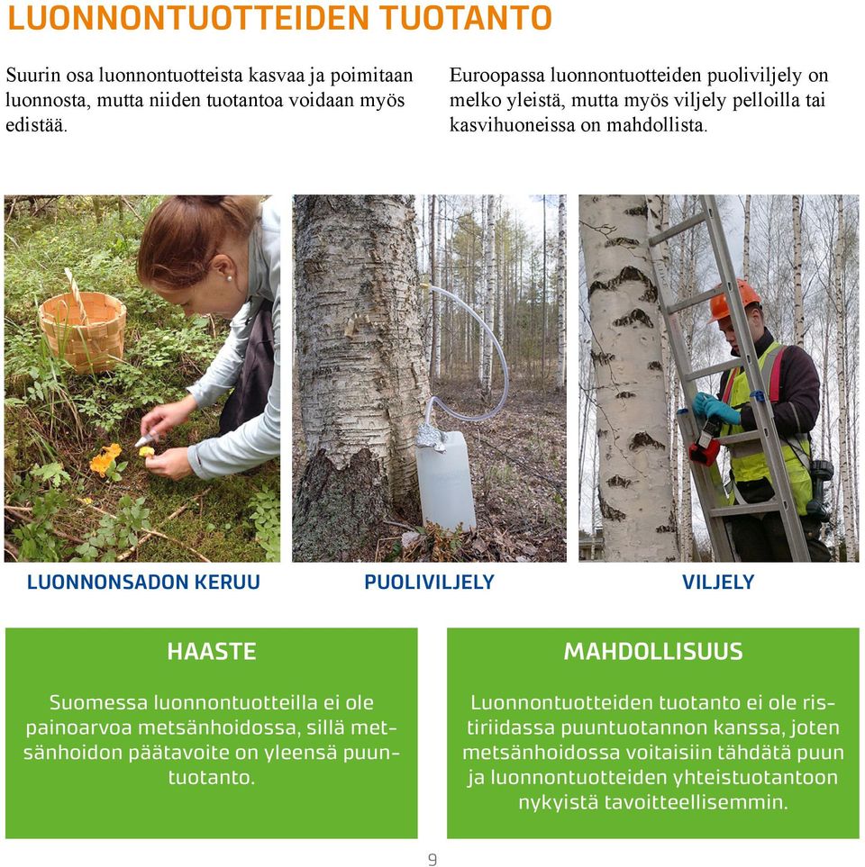 LUONNONSADON KERUU PUOLIVILJELY VILJELY HAASTE Suomessa luonnontuotteilla ei ole painoarvoa metsänhoidossa, sillä metsänhoidon päätavoite on yleensä