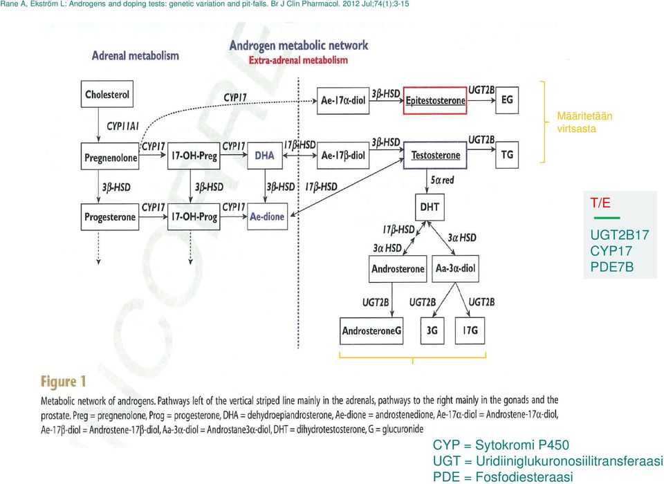2012 Jul;74(1):3-15 Määritetään virtsasta T/E UGT2B17 CYP17