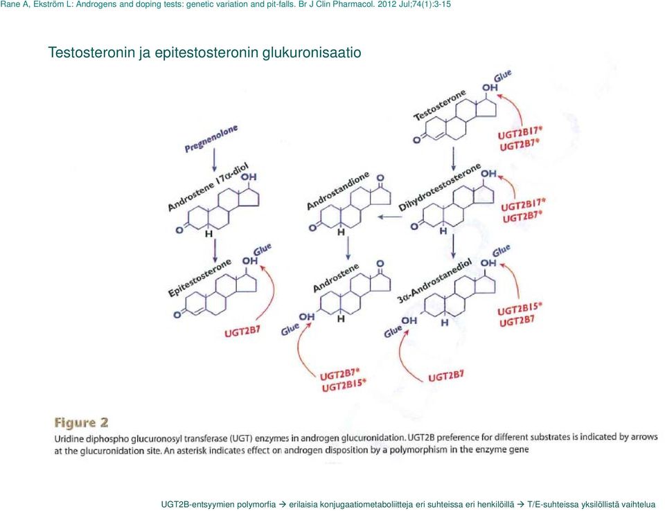 2012 Jul;74(1):3-15 Testosteronin ja epitestosteronin glukuronisaatio