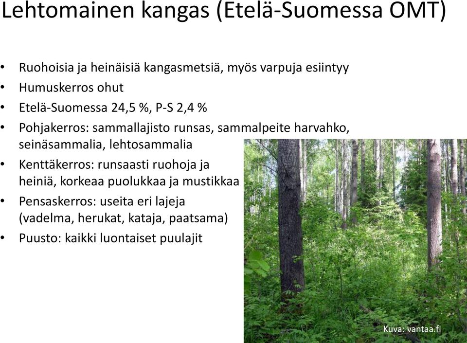 seinäsammalia, lehtosammalia Kenttäkerros: runsaasti ruohoja ja heiniä, korkeaa puolukkaa ja mustikkaa