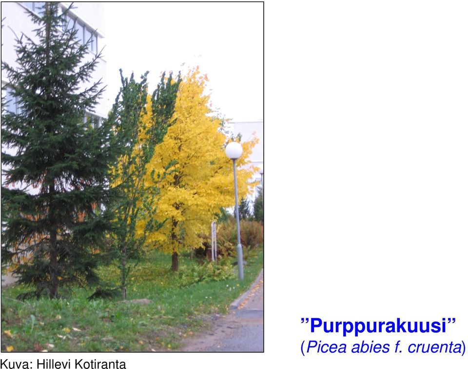 Purppurakuusi