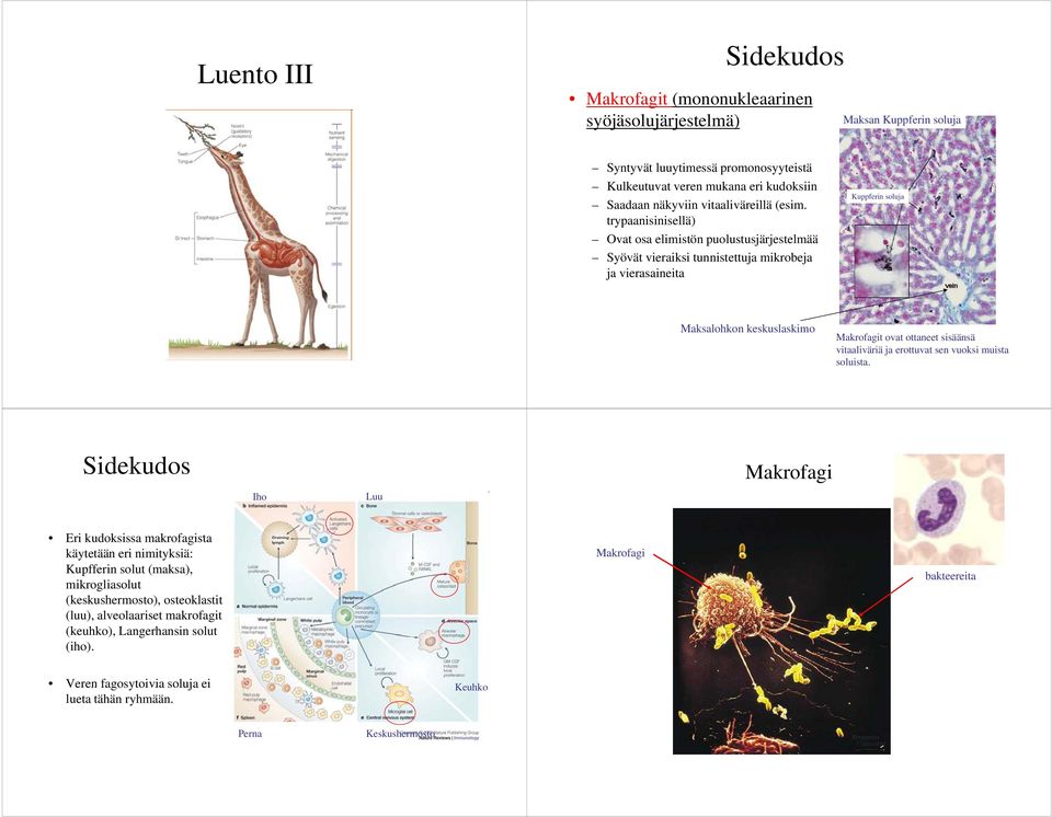 trypaanisinisellä) Ovat osa elimistön puolustusjärjestelmää Syövät vieraiksi tunnistettuja mikrobeja ja vierasaineita Kuppferin soluja Maksalohkon keskuslaskimo Makrofagit ovat ottaneet sisäänsä