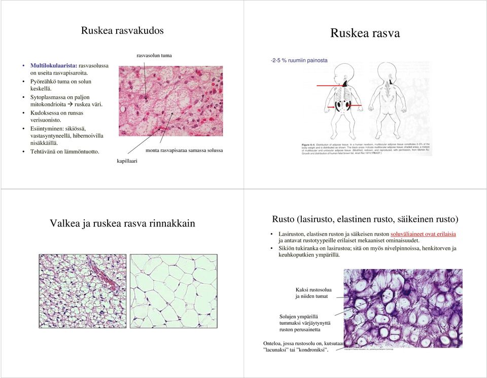 monta rasvapisaraa samassa solussa kapillaari -2-5 % ruumiin painosta Valkea ja ruskea rasva rinnakkain Rusto (lasirusto, elastinen rusto, säikeinen rusto) Lasiruston, elastisen ruston ja säikeisen