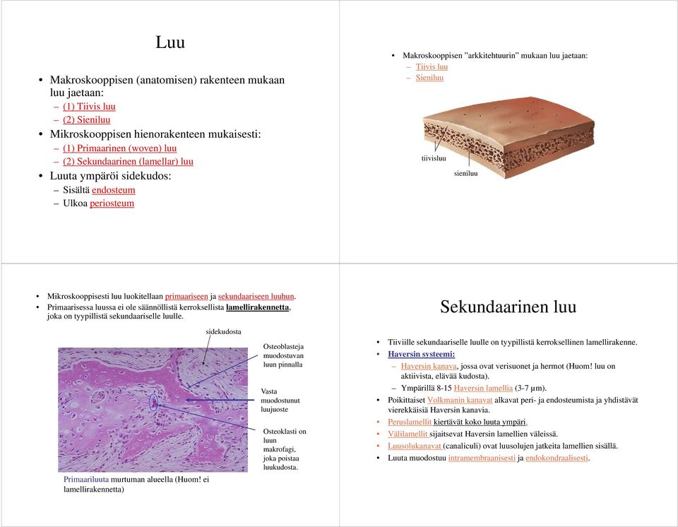 primaariseen ja sekundaariseen luuhun. Primaarisessa luussa ei ole säännöllistä kerroksellista lamellirakennetta, joka on tyypillistä tä sekundaariselle luulle.