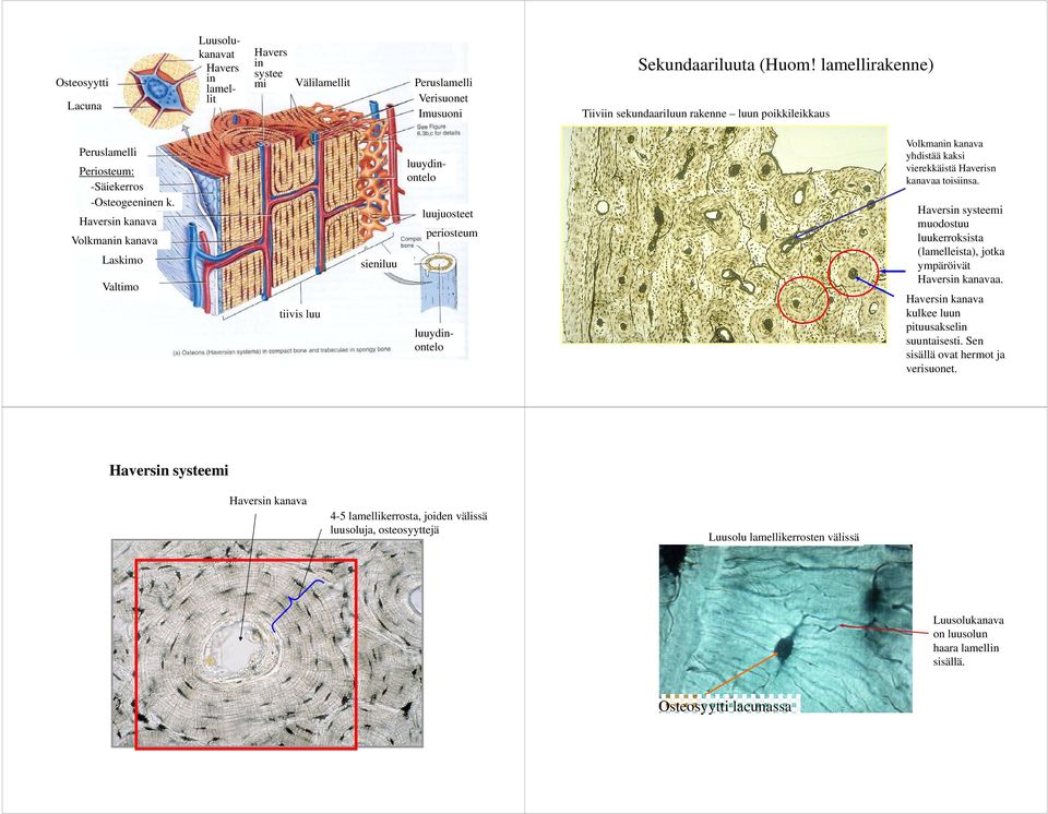 Haversin kanava Volkmanin kanava Laskimo Valtimo Luu tiivis luu sieniluu luujuosteet periosteum luuydin- ontelo luuydinontelo Volkmanin kanava yhdistää kaksi vierekkäistä Haverisn kanavaa toisiinsa.