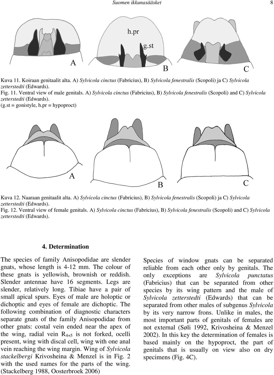 A) Sylvicola cinctus (Fabricius), B) Sylvicola fenestralis (Scopoli) ja C) Sylvicola zetterstedti (Edwards). Fig. 12. Ventral view of female genitals.
