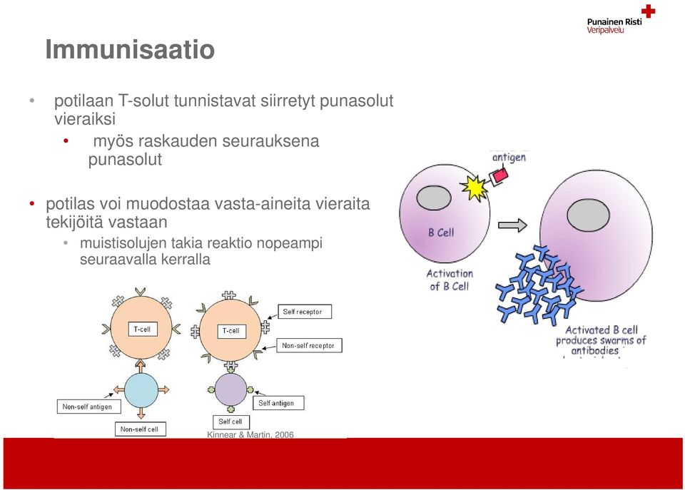 muodostaa vasta-aineita vieraita tekijöitä vastaan