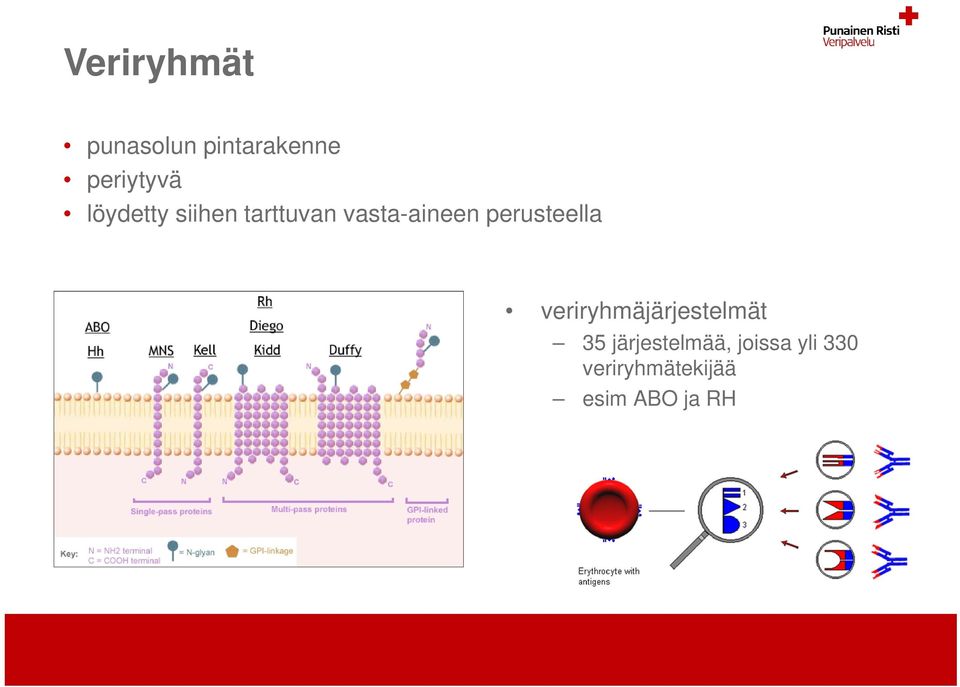 perusteella veriryhmäjärjestelmät 35