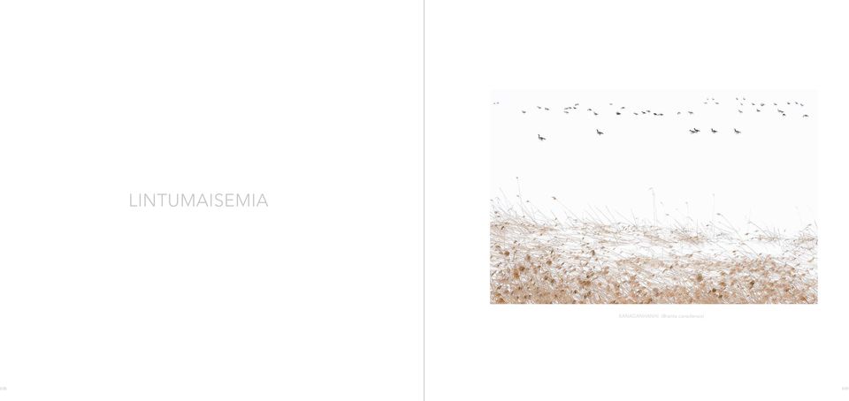 (Branta
