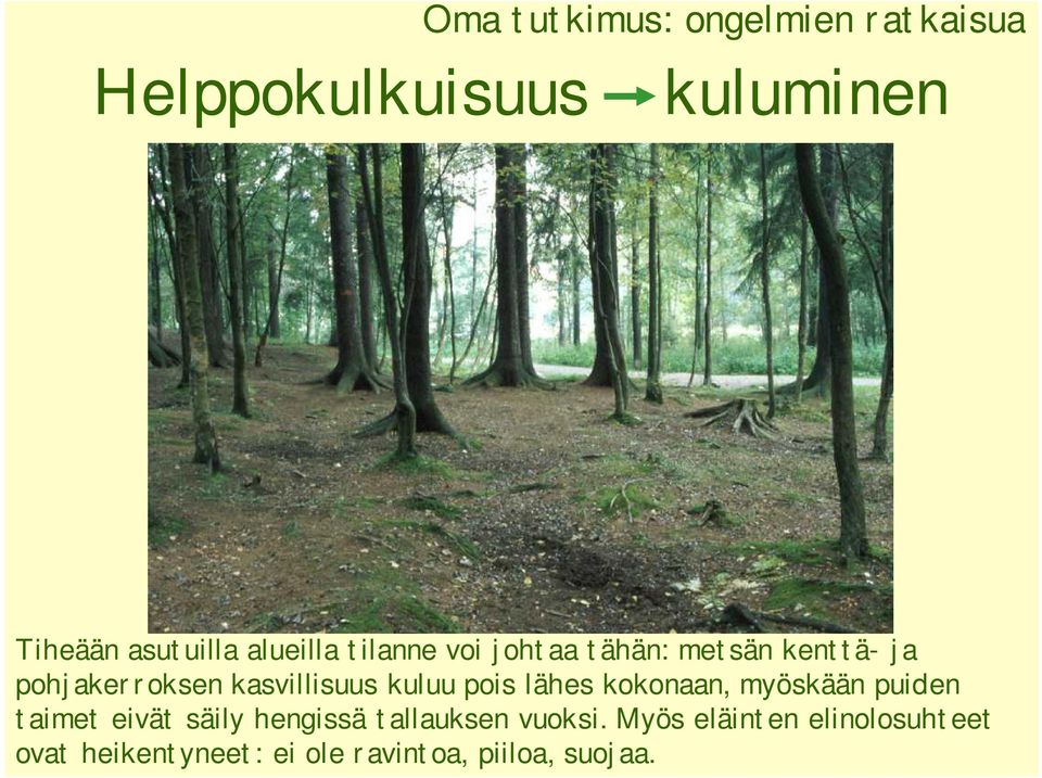 kuluu pois lähes kokonaan, myöskään puiden taimet eivät säily hengissä tallauksen
