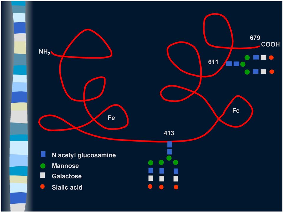 glucosamine Mannose