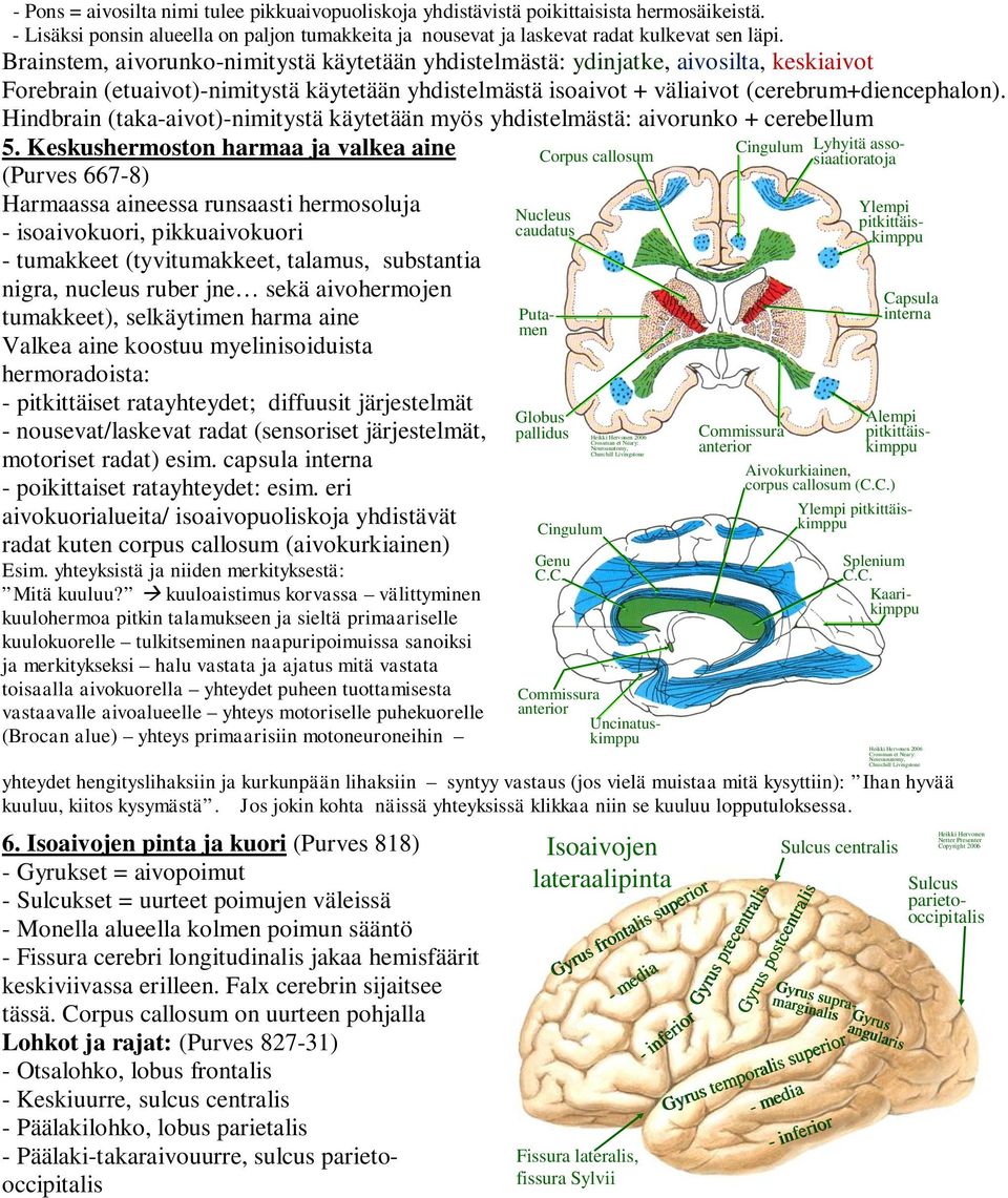 Hindbrain (taka-aivot)-nimitystä käytetään myös yhdistelmästä: aivorunko + cerebellum 5.