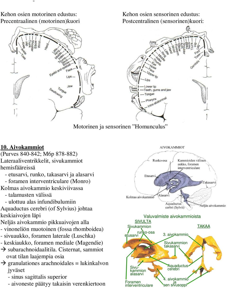 keskiviivassa - talamusten välissä - ulottuu alas infundibulumiin Aquaductus cerebri (of Sylvius) johtaa keskiaivojen läpi Neljäs aivokammio pikkuaivojen alla - vinoneliön muotoinen (fossa