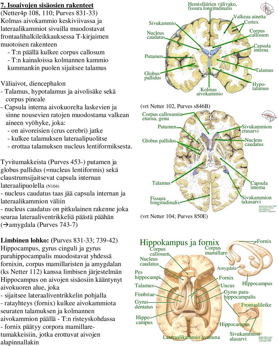 interna aivokuorelta laskevien ja sinne nousevien ratojen muodostama valkean aineen vyöhyke, joka: - on aivoreisien (crus cerebri) jatke - kulkee talamuksen lateraalipuolitse - erottaa talamuksen