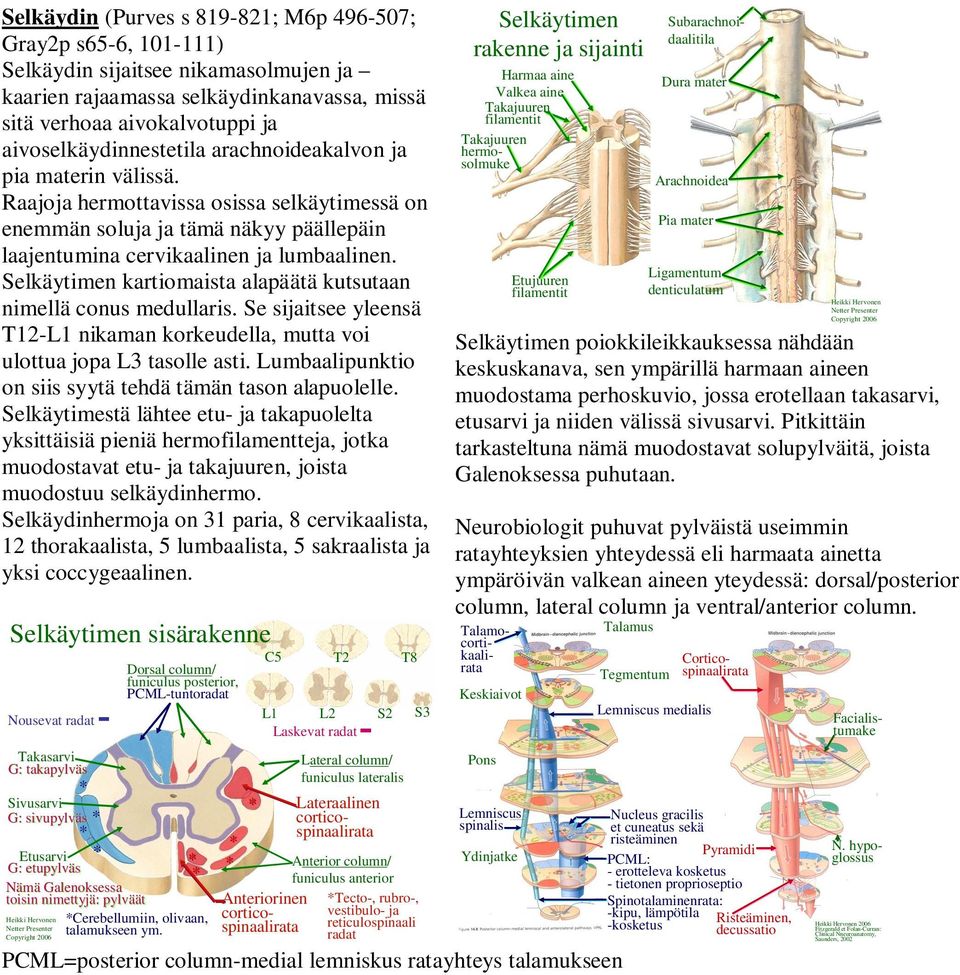 Selkäytimen kartiomaista alapäätä kutsutaan nimellä conus medullaris. Se sijaitsee yleensä T12-L1 nikaman korkeudella, mutta voi ulottua jopa L3 tasolle asti.