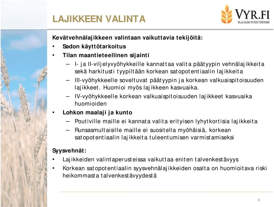 IV-vyöhykkeelle korkean valkuaispitoisuuden lajikkeet kasvuaika huomioiden Lohkon maalaji ja kunto Poutiville maille ei kannata valita erityisen lyhytkortisia lajikkeita Runsasmultaisille maille ei