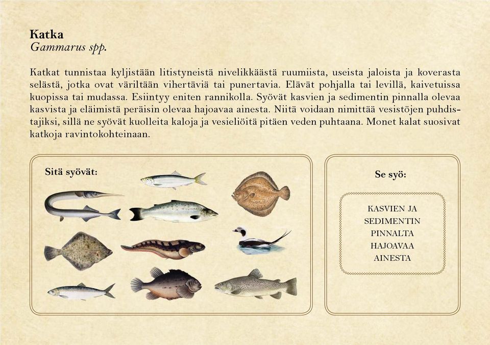 punertavia. Elävät pohjalla tai levillä, kaivetuissa kuopissa tai mudassa. Esiintyy eniten rannikolla.