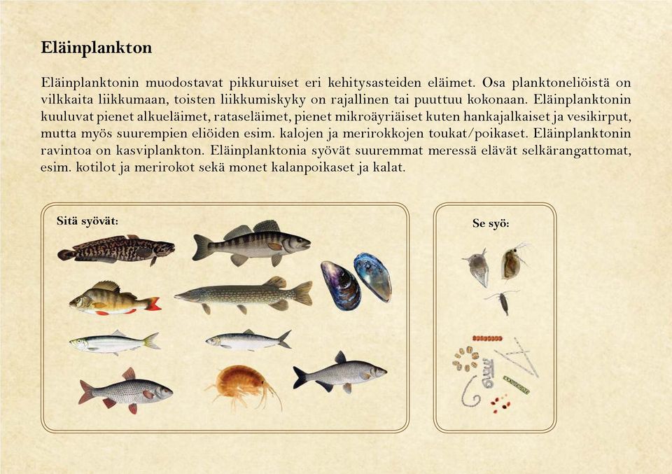 Eläinplanktonin kuuluvat pienet alkueläimet, rataseläimet, pienet mikroäyriäiset kuten hankajalkaiset ja vesikirput, mutta myös suurempien