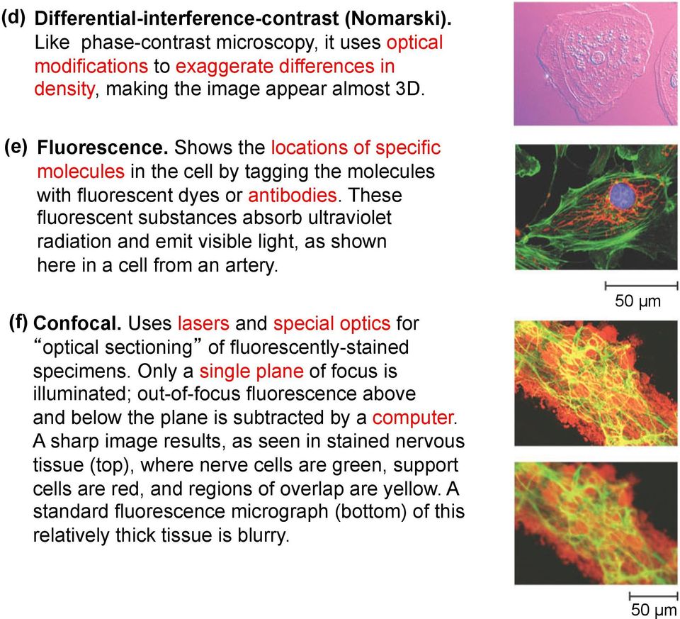 These fluorescent substances absorb ultraviolet radiation and emit visible light, as shown here in a cell from an artery. (f) Confocal.