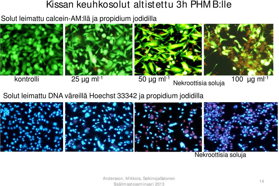 µg ml -1 100 µg ml Nekroottisia soluja -1 Solut leimattu DNA