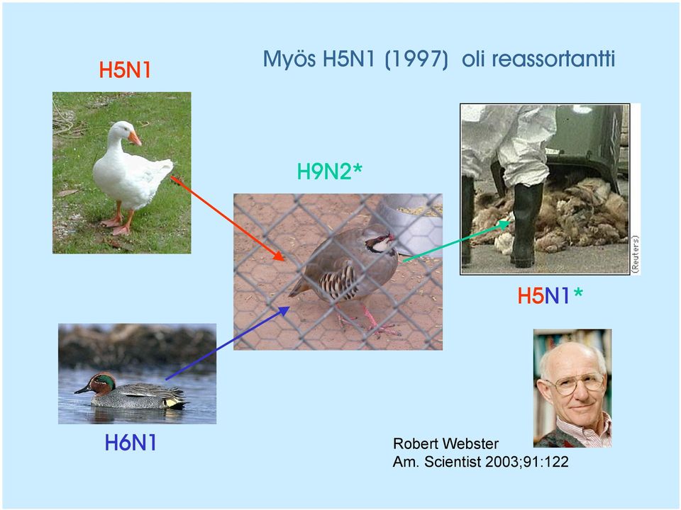 H5N1* H6N1 Robert