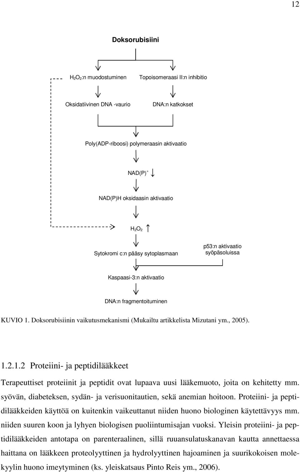 1.2.1.2 Proteiini- ja peptidilääkkeet Terapeuttiset proteiinit ja peptidit ovat lupaava uusi lääkemuoto, joita on kehitetty mm. syövän, diabeteksen, sydän- ja verisuonitautien, sekä anemian hoitoon.