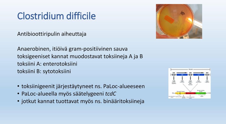 A: enterotoksiini toksiini B: sytotoksiini toksiinigeenit järjestäytyneet ns.