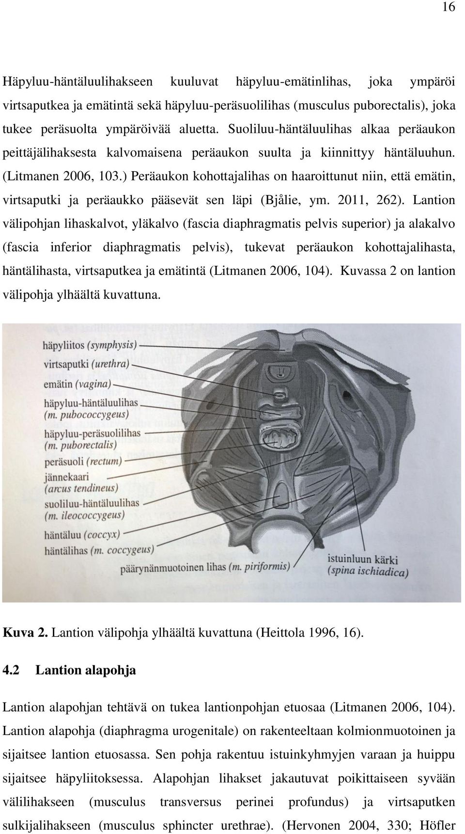 ) Peräaukon kohottajalihas on haaroittunut niin, että emätin, virtsaputki ja peräaukko pääsevät sen läpi (Bjålie, ym. 2011, 262).