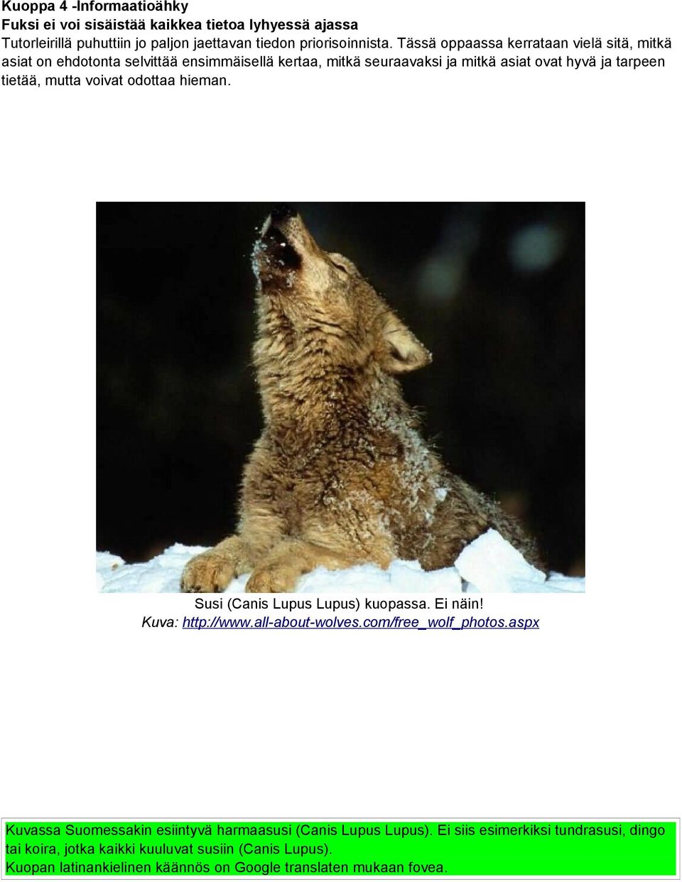 voivat odottaa hieman. Susi (Canis Lupus Lupus) kuopassa. Ei näin! Kuva: http://www.all-about-wolves.com/free_wolf_photos.