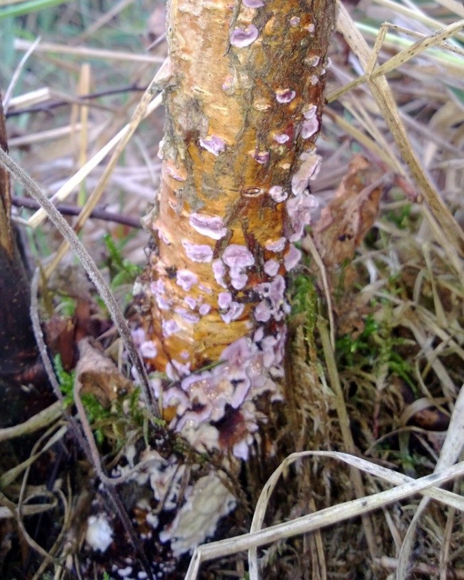 2.1.1 Purppuranahakkasieni (Chondrostereum purpureum) Sienet ovat tärkein metsäpuihin tauteja aiheuttava mikrobiryhmä. Ne kasvavat yleensä haaroittuvana rihmastona.
