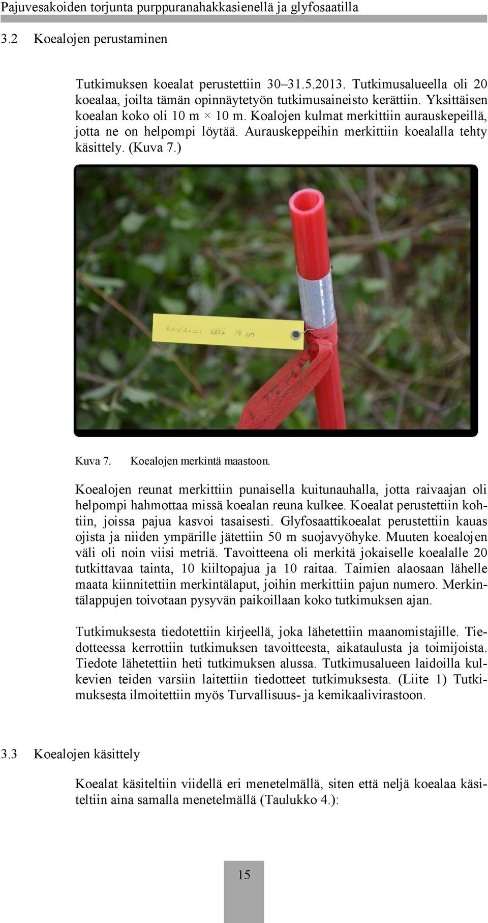 Koealojen merkintä maastoon. Koealojen reunat merkittiin punaisella kuitunauhalla, jotta raivaajan oli helpompi hahmottaa missä koealan reuna kulkee.