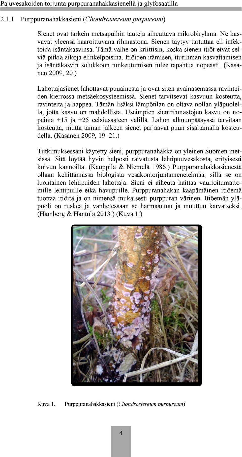 Itiöiden itämisen, iturihman kasvattamisen ja isäntäkasvin solukkoon tunkeutumisen tulee tapahtua nopeasti. (Kasanen 2009, 20.