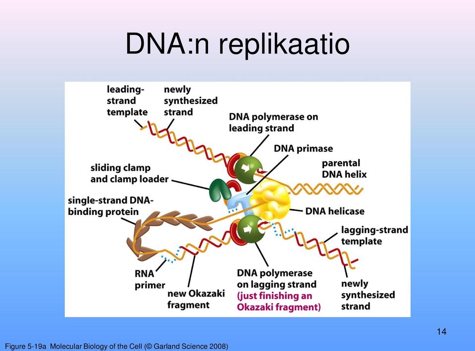 Molecular Biology of