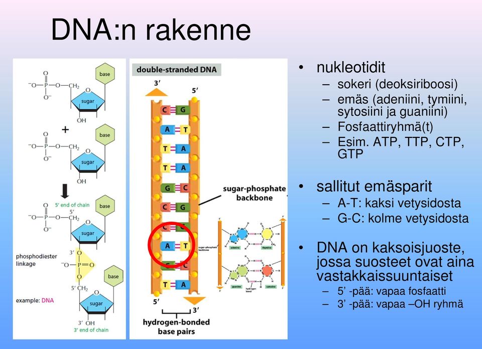 ATP, TTP, CTP, GTP sallitut emäsparit A-T: kaksi vetysidosta G-C: kolme