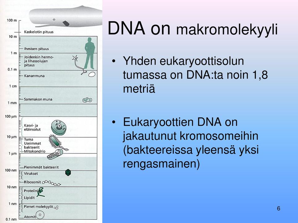 1,8 metriä Eukaryoottien DNA on