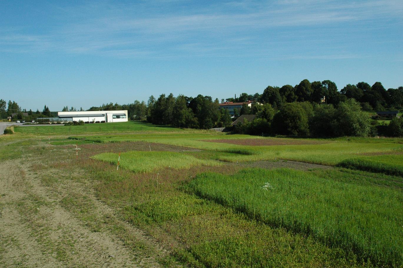 Ohrakasvustot ovat vaaleampia