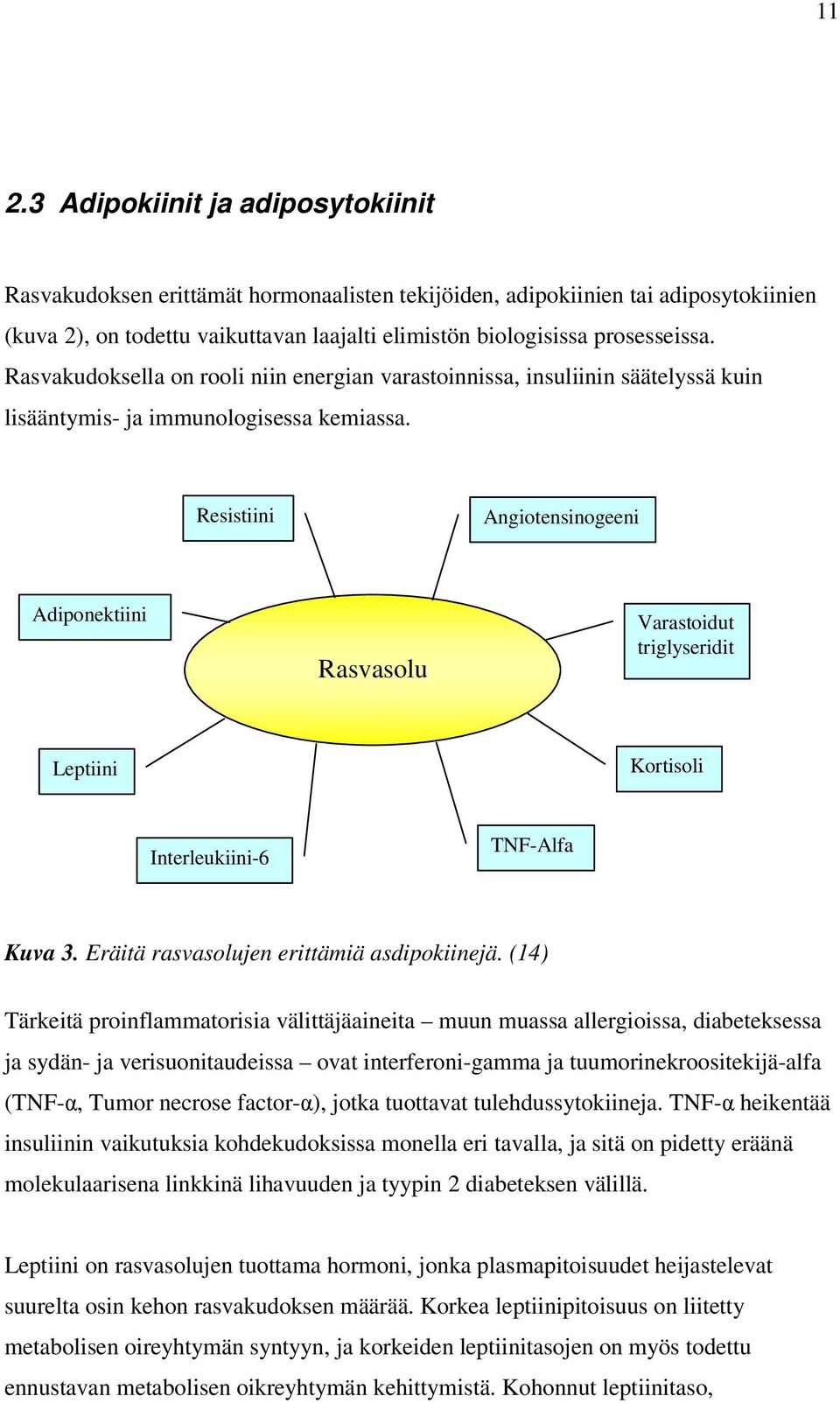 Resistiini Angiotensinogeeni Adiponektiini Rasvasolu Varastoidut triglyseridit Leptiini Kortisoli Interleukiini-6 TNF-Alfa Kuva 3. Eräitä rasvasolujen erittämiä asdipokiinejä.