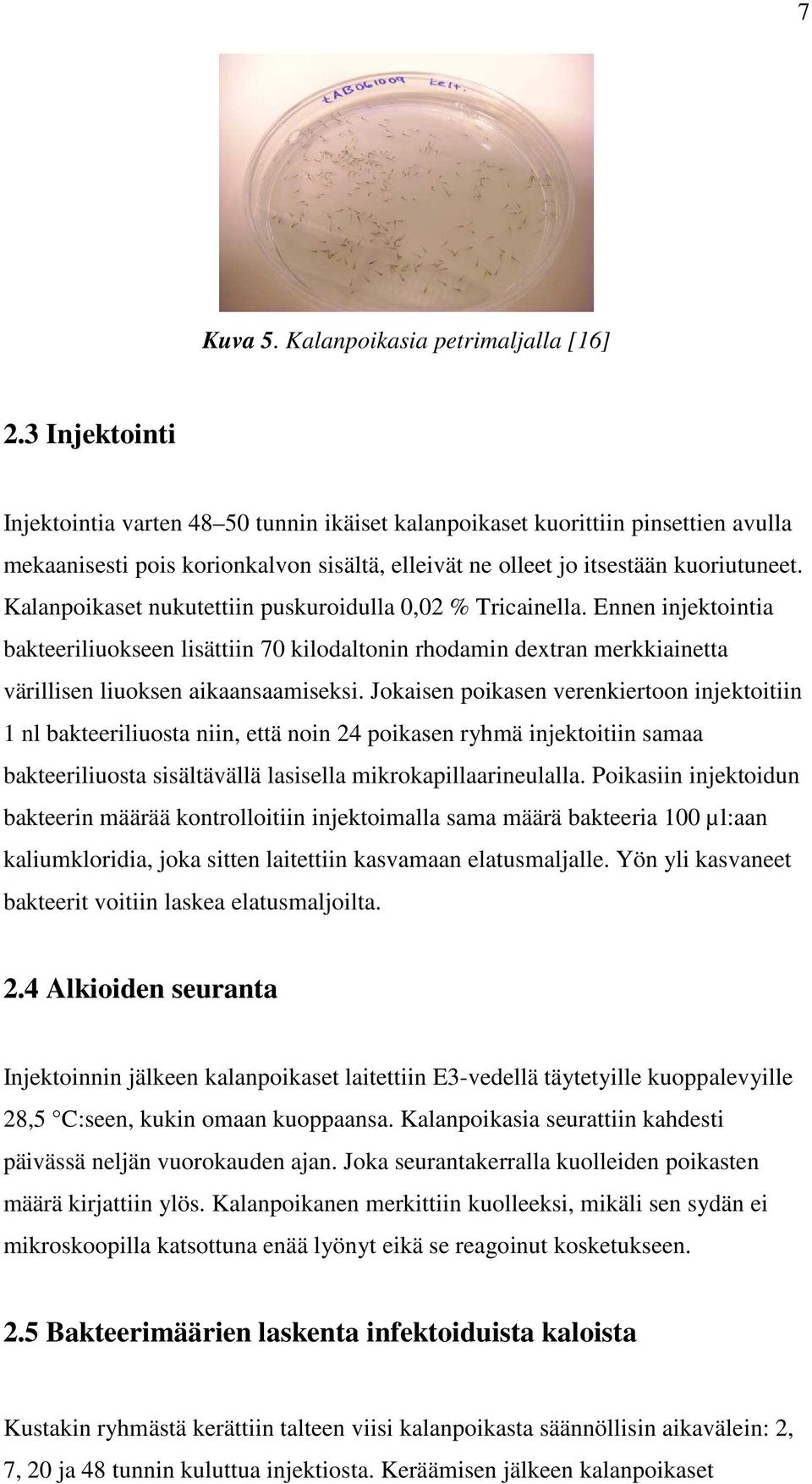 Kalanpoikaset nukutettiin puskuroidulla 0,02 % Tricainella. Ennen injektointia bakteeriliuokseen lisättiin 70 kilodaltonin rhodamin dextran merkkiainetta värillisen liuoksen aikaansaamiseksi.