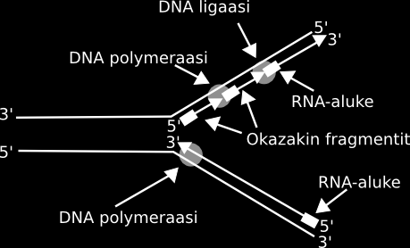 13 lempiin suuntiin DNA-juosteita pitkin. Syntyvissä DNA-kaksoiskierteissä on yksi vanha ja yksi uusi juoste, minkä vuoksi replikaatiota voidaan kutsua semikonservatiiviseksi. (Alberts ym.
