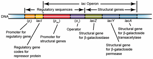 KUVA 7. Escherichia coli -bakteerin lac-operonin rakenne (Anderson Purdom 2009) Kuvan 8 mukaisesti lac-operonin toiminta voi olla joko repressoitua tai indusoitua.