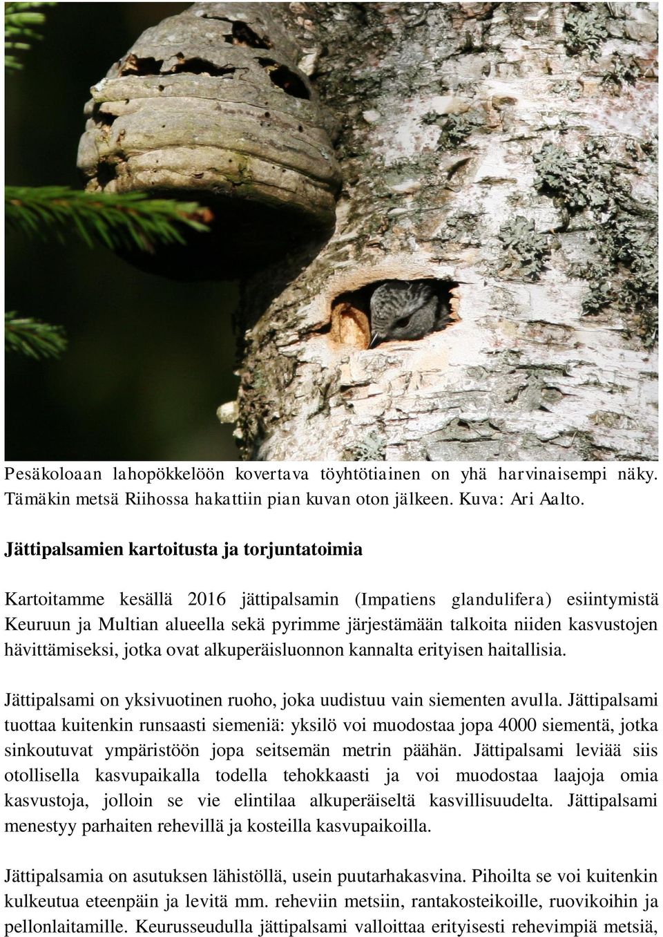 kasvustojen hävittämiseksi, jotka ovat alkuperäisluonnon kannalta erityisen haitallisia. Jättipalsami on yksivuotinen ruoho, joka uudistuu vain siementen avulla.