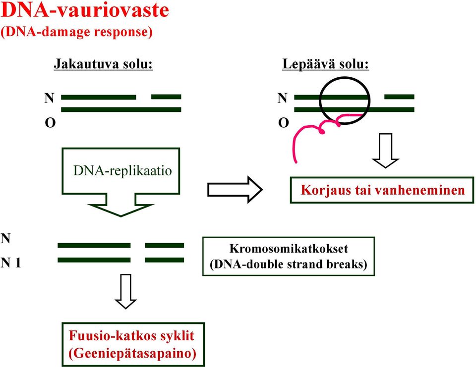 vanheneminen N N 1 Kromosomikatkokset (DNA-double