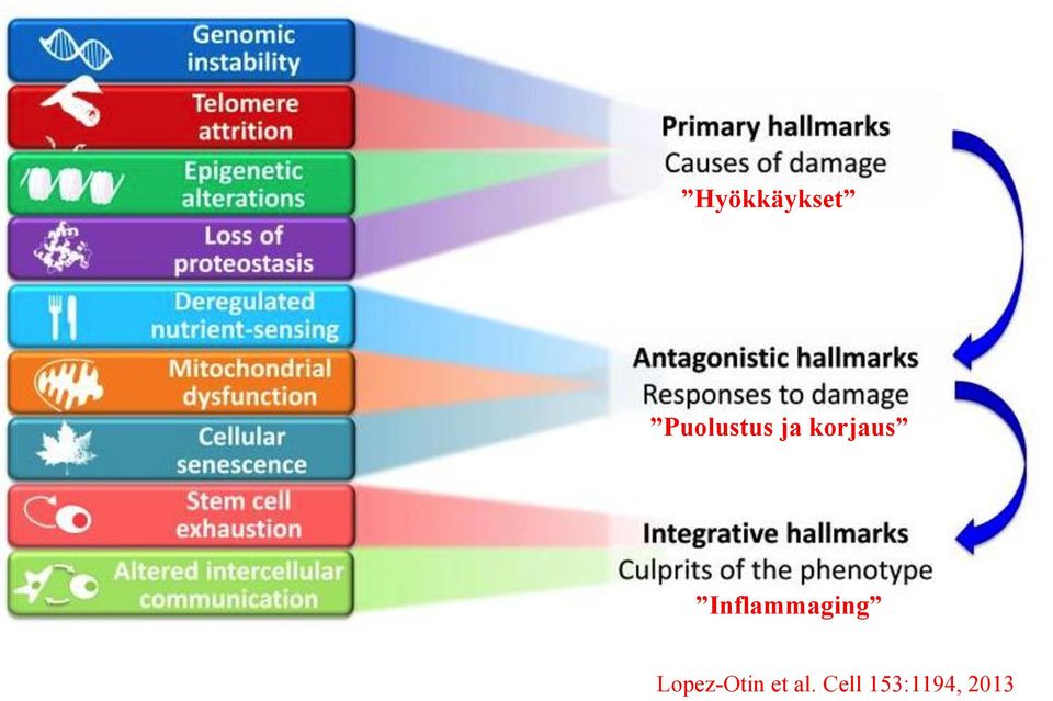 Inflammaging