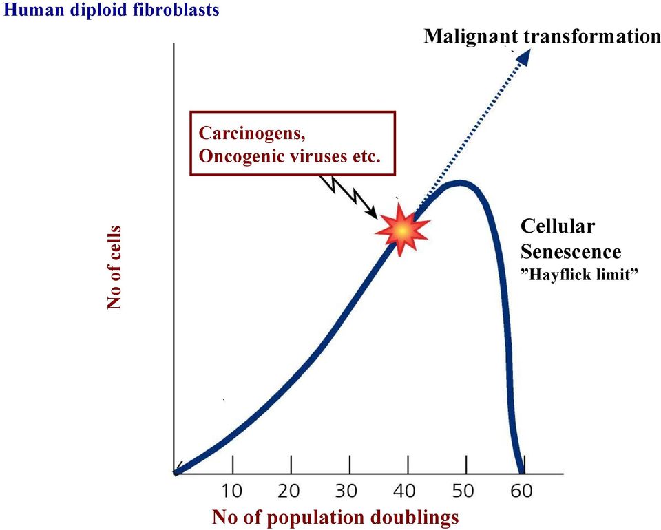 Oncogenic viruses etc.