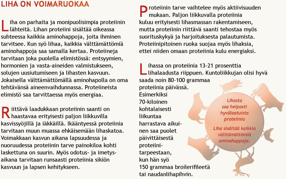 Proteiineja tarvitaan joka puolella elimistössä: entsyymien, hormonien ja vasta-aineiden valmistukseen, solujen uusiutumiseen ja lihasten kasvuun.